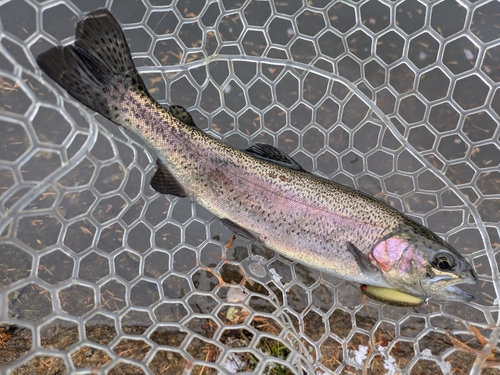 ニジマスの釣果