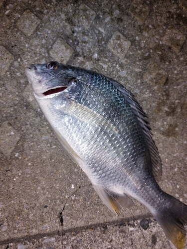 ハゼの釣果