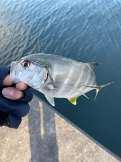 メッキの釣果