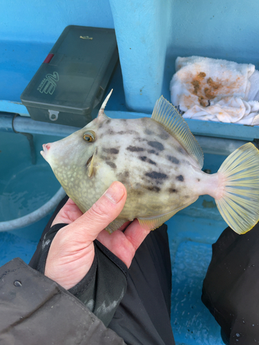 カワハギの釣果