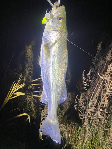 フッコ（マルスズキ）の釣果