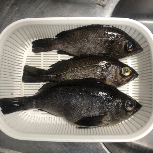 シロメバルの釣果