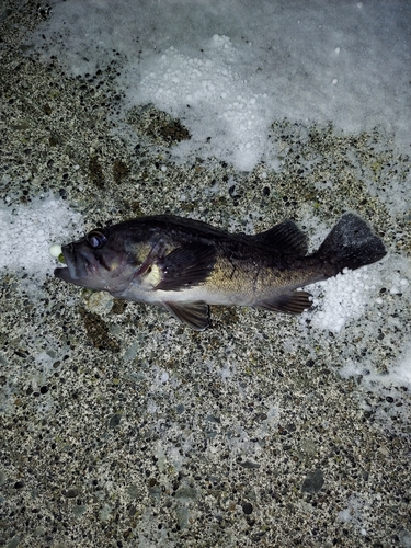 クロソイの釣果