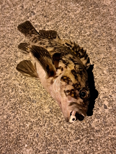 オウゴンムラソイの釣果