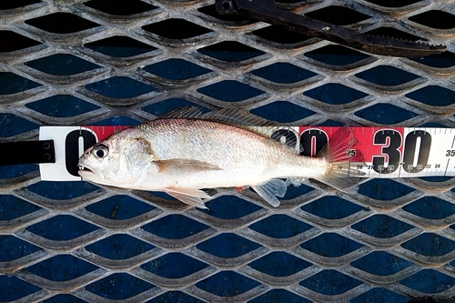 イシモチの釣果