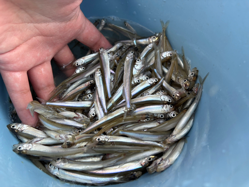 ワカサギの釣果