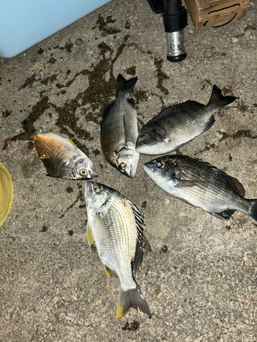 クロダイの釣果