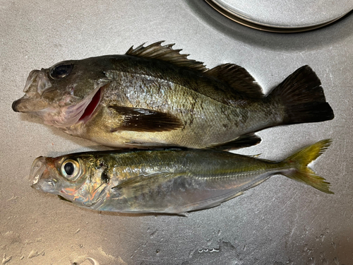 マアジの釣果