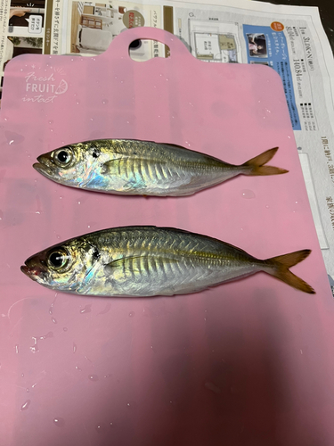 アジの釣果