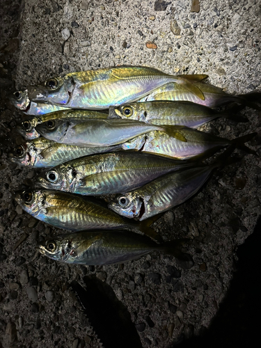 アジの釣果