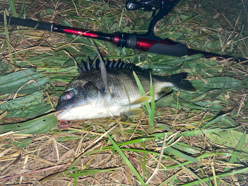 キチヌの釣果