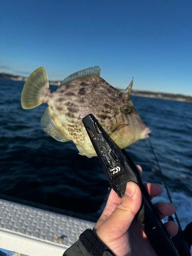 カワハギの釣果