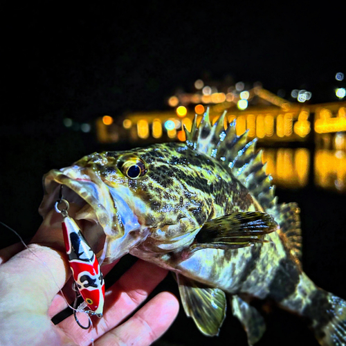 タケノコメバルの釣果