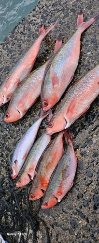 タカサゴの釣果