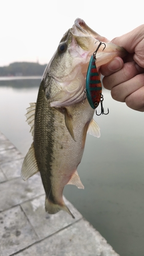 ラージマウスバスの釣果