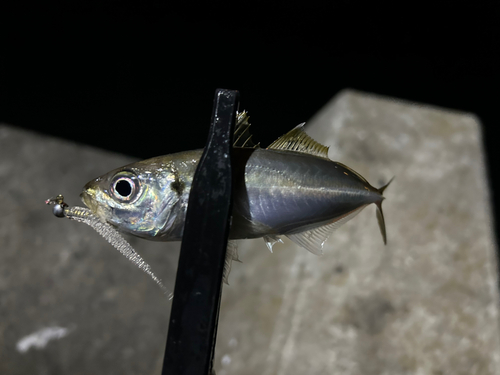 マアジの釣果