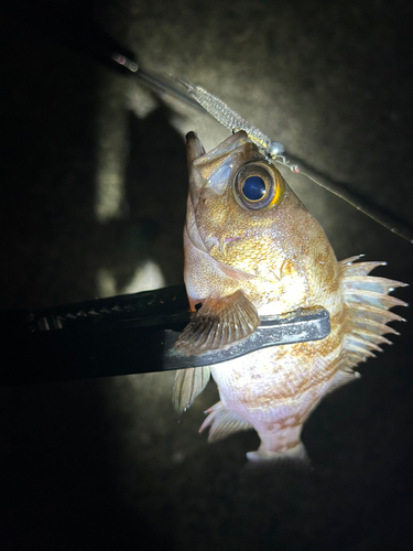 シロメバルの釣果