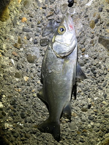 セイゴ（ヒラスズキ）の釣果