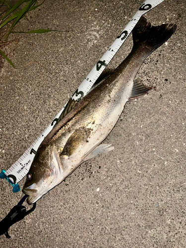 フッコ（マルスズキ）の釣果