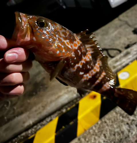 アコウの釣果