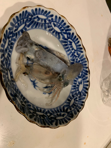 イカの釣果