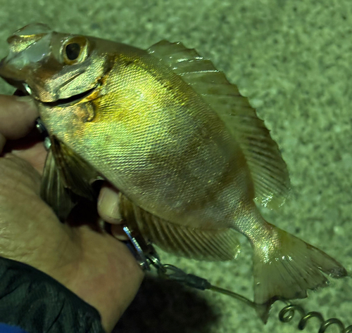 キントキダイの釣果