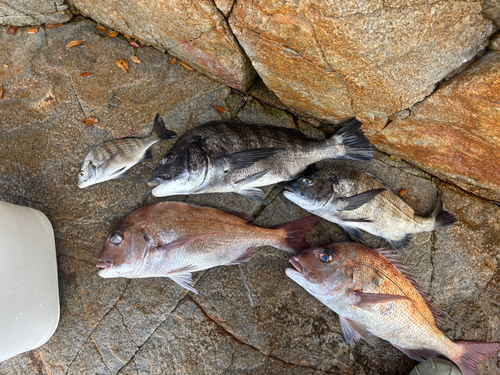 チヌの釣果