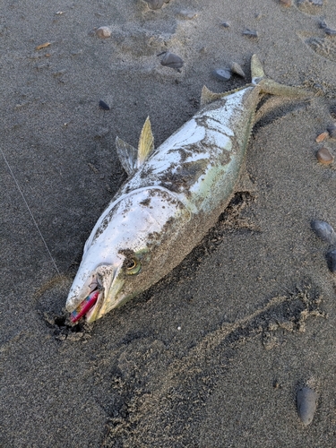 ブリの釣果