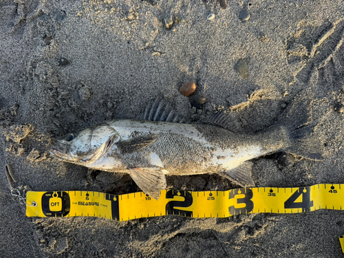 セイゴ（ヒラスズキ）の釣果