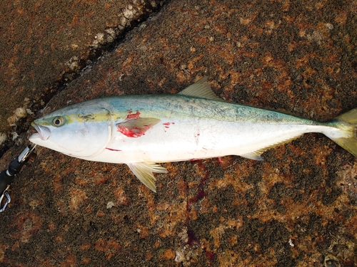 ブリの釣果