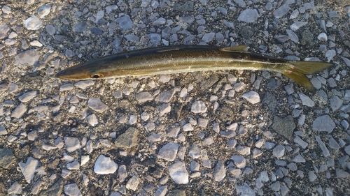 カマスの釣果