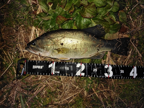 ラージマウスバスの釣果