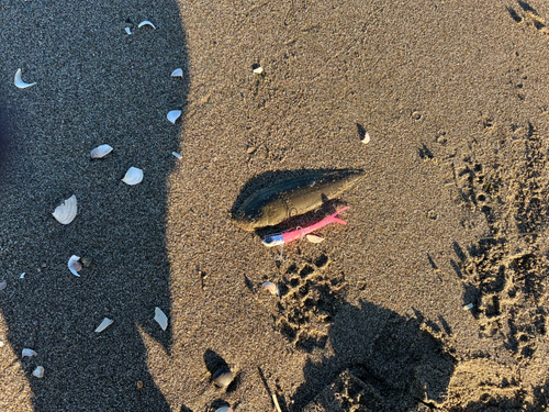 シタビラメの釣果