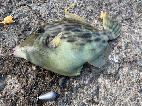 カワハギの釣果