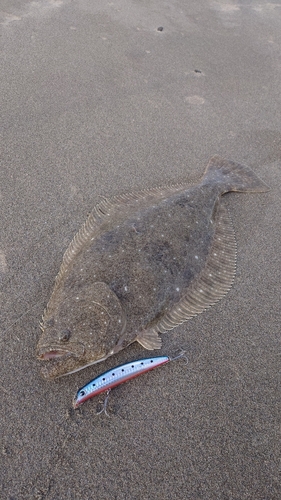 ヒラメの釣果