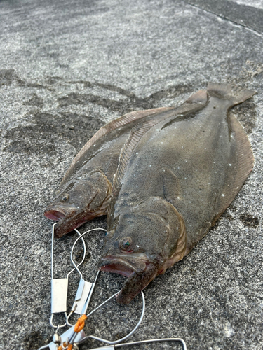 ヒラメの釣果