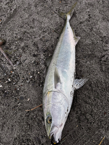 ワラサの釣果