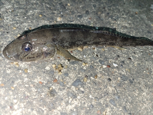 マハゼの釣果