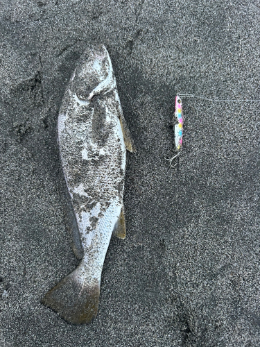 イシモチの釣果