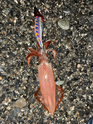 ケンサキイカの釣果