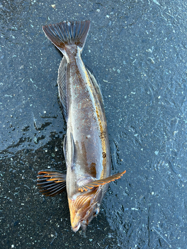 アイナメの釣果