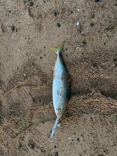 ヤズの釣果
