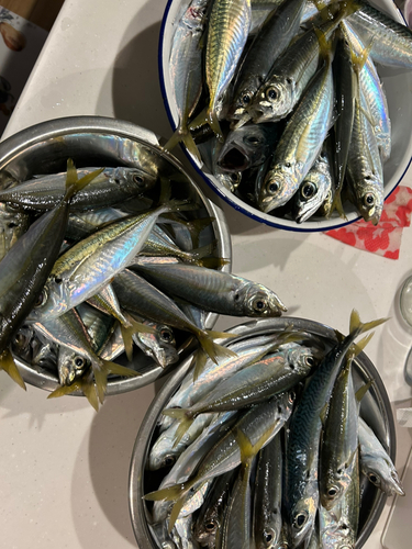 アジの釣果