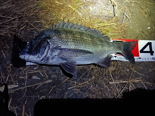 クロダイの釣果