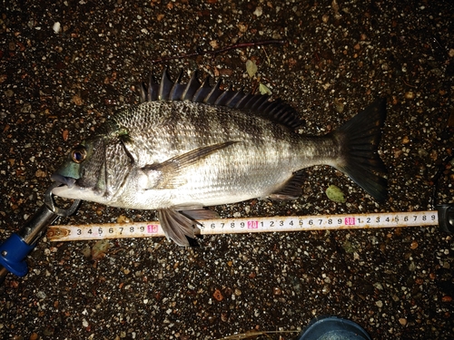 クロダイの釣果