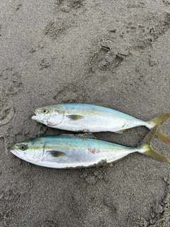 イナダの釣果