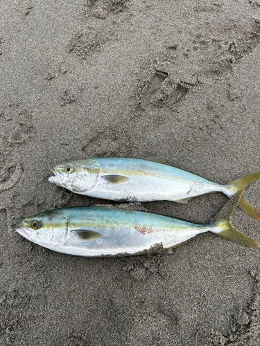 イナダの釣果