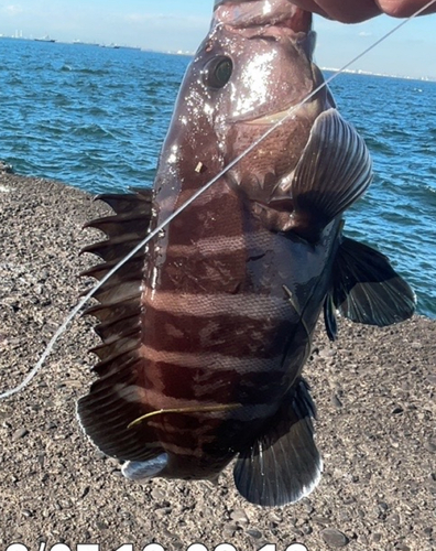 マダコの釣果