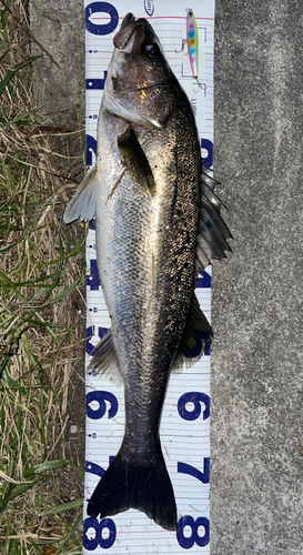 シーバスの釣果