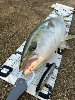 メジロの釣果